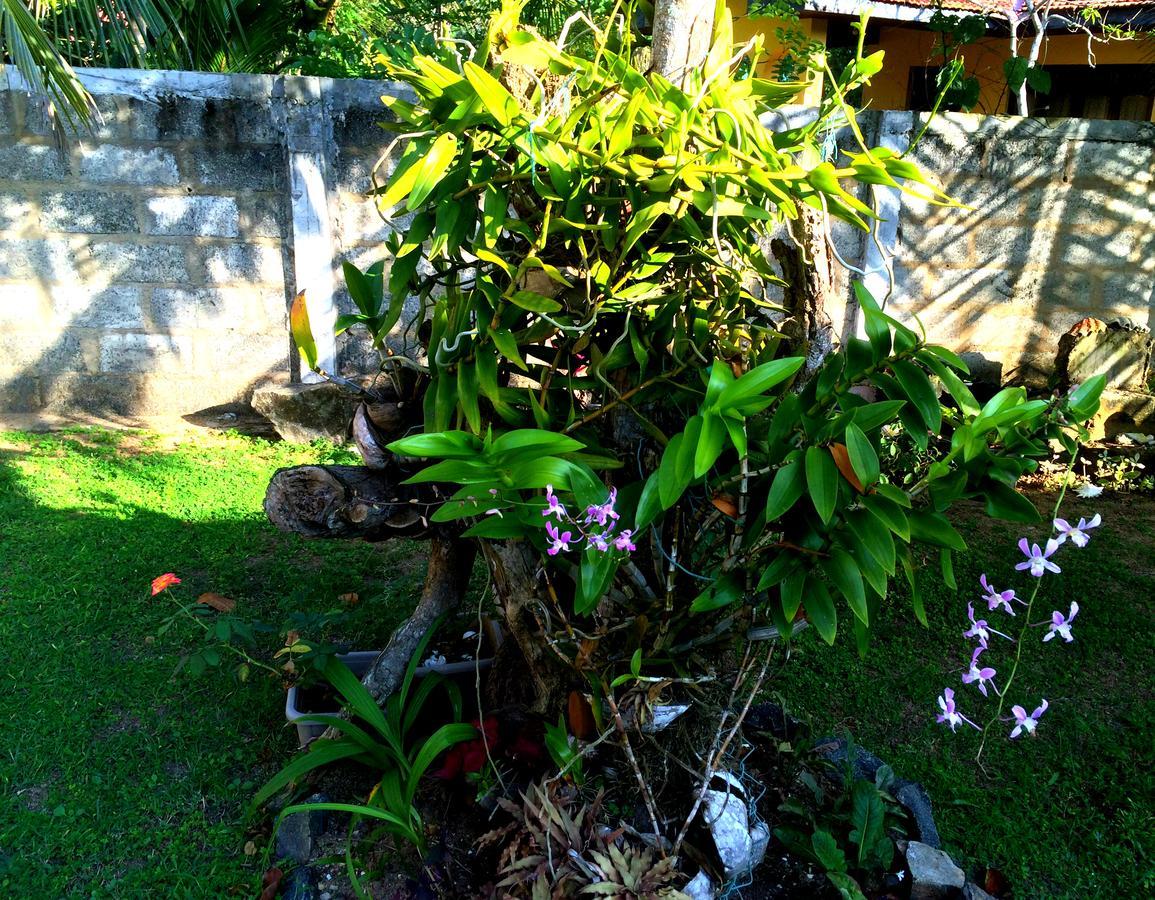 The Breeze Mirissa Bed & Breakfast Luaran gambar